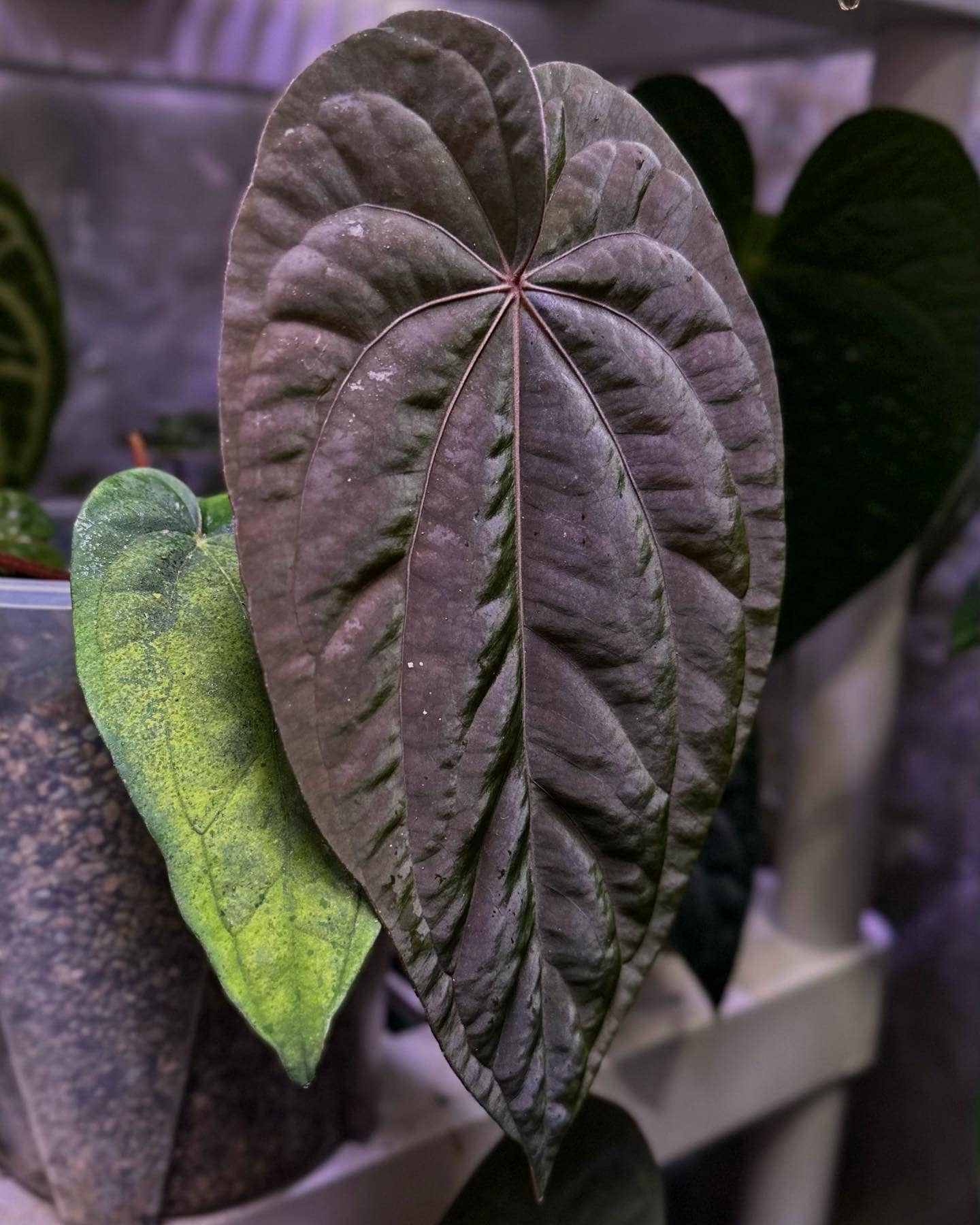 Anthurium Dressleri NSE “obsidian” X RG - Etsy