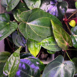 Anthurium carlablackiae RA10 s1 x dressleri &quot;Obsidian&quot; *seedlings*