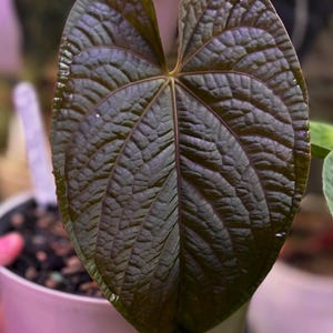 10 アンスリウム　sp ‘Pea Pod’ (longistipitatum) Anthurium (pap 