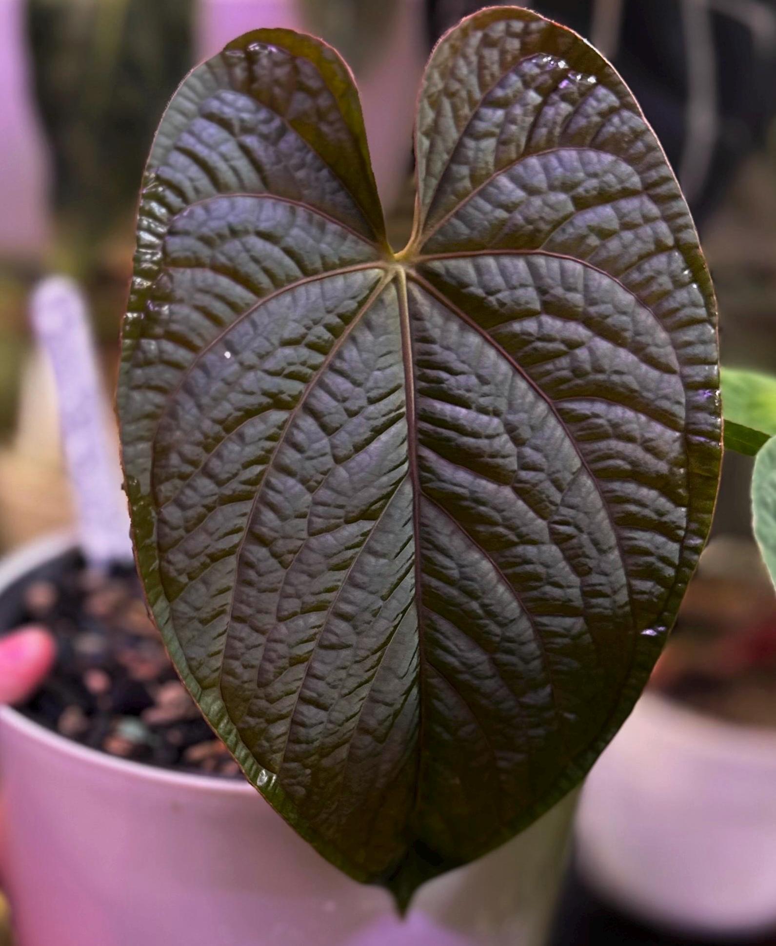 10 アンスリウム　sp ‘Pea Pod’ (longistipitatum) Anthurium (pap 