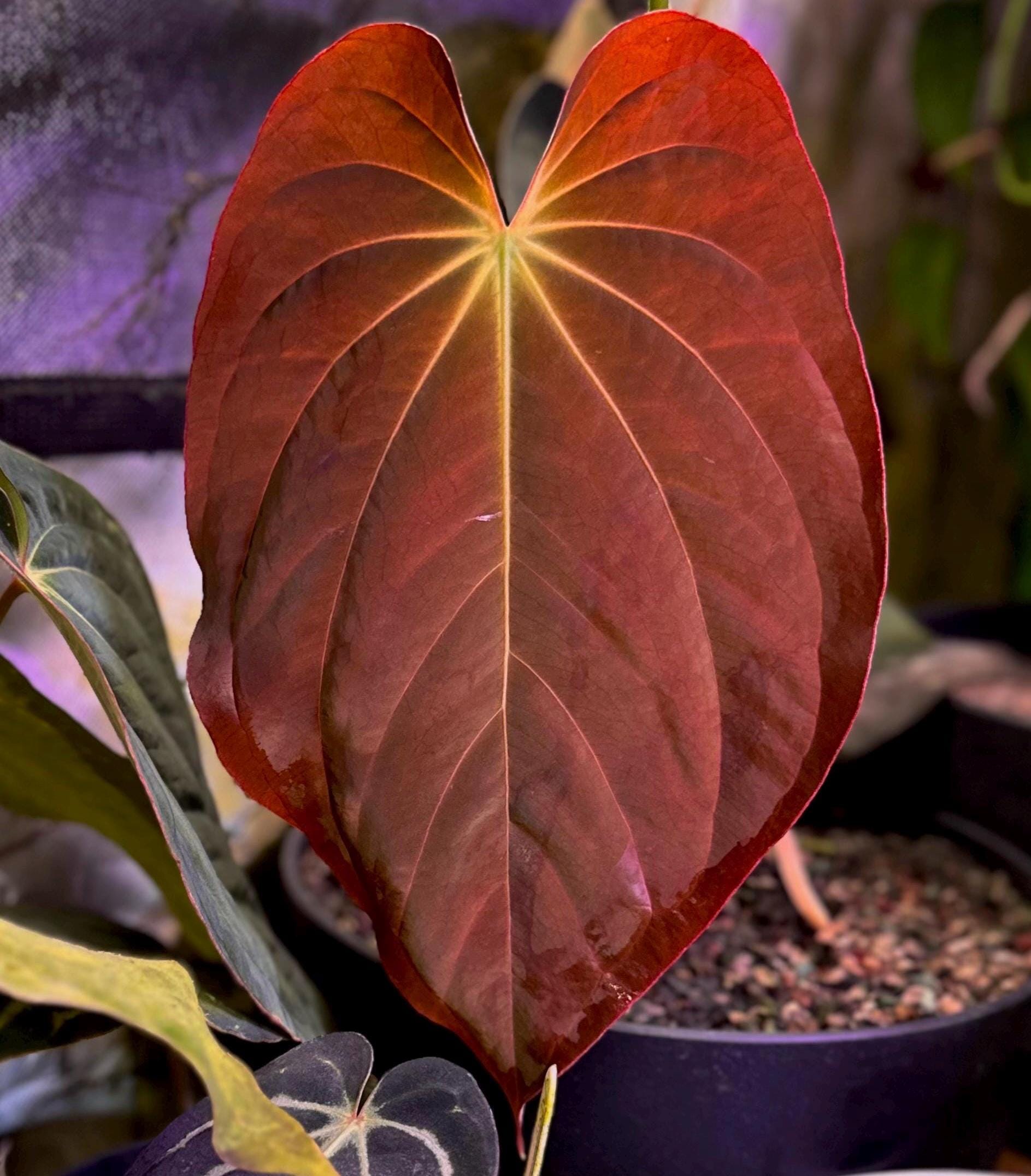 Anthurium Antolakii (BVEP) 