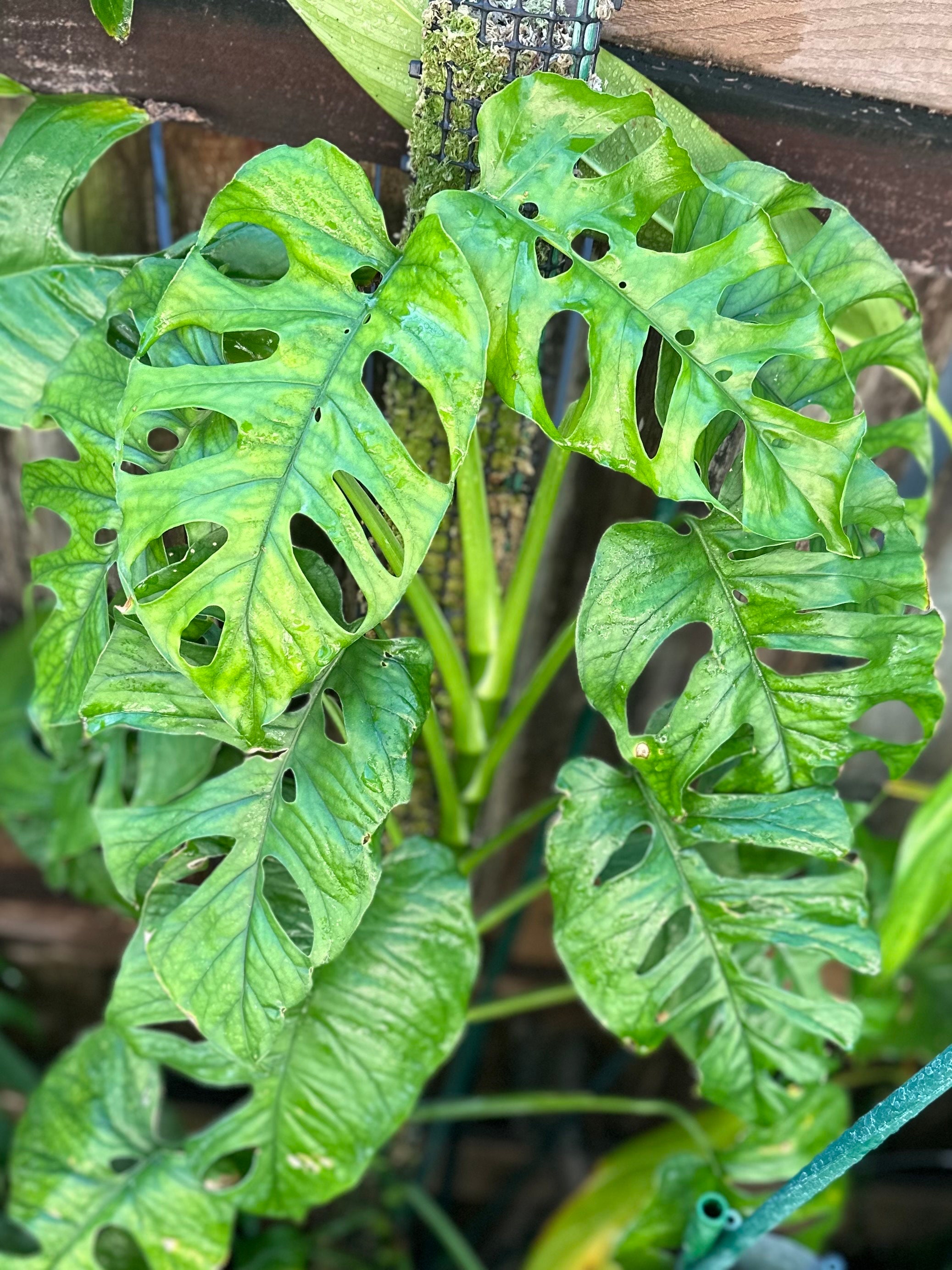 Monstera Membranacea limn (caribbean Form) - Etsy Canada