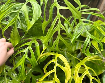 Monstera aff. obliqua “Filamentous”