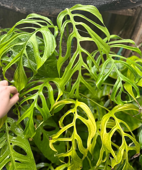 Monstera Aff. Obliqua filamentous - Etsy Israel