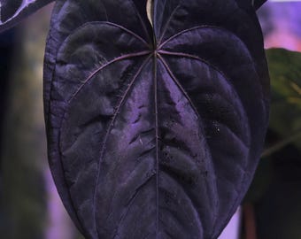 Scott Cohen Anthurium Antolakii (known as BVEP) X NSE Anthurium