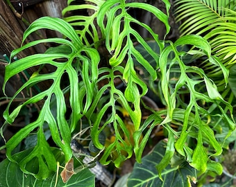 Monstera gracilis aff.