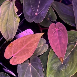 Anthurium (dressleri RG F2 x carlablackiae &quot;Amanda&quot;) x dressleri RG *seedlings*