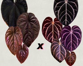 Anthurium dressleri RG (Black x F2) x carlablackiae RA10 s1 *sprouted seeds*