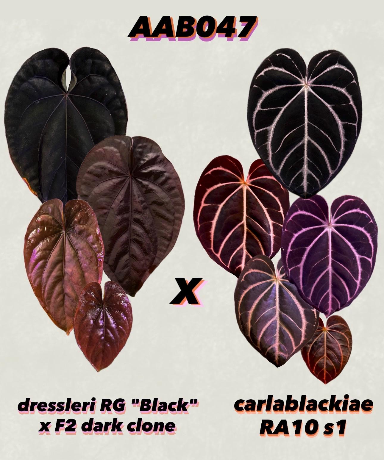 Anthurium Carlablackiae Seedlings - Etsy