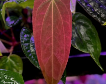 Anthurium antolakii (BVEP) "Round x RA1" x "Wu1 x Oliver" *seedlings*