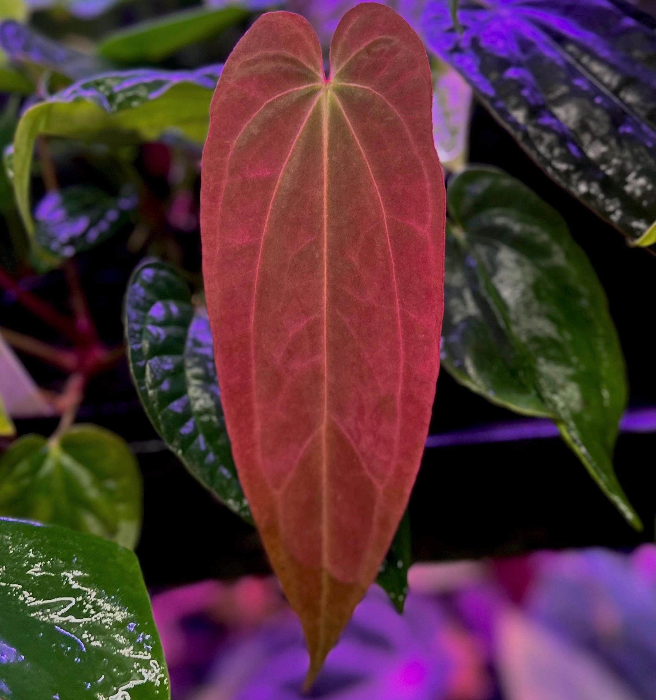 Anthurium Antolakii (BVEP) 