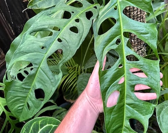 Monstera obliqua “Ecuador” var. Longifolia