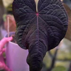 Anthurium (BVEP X NSE Red Crystallinum) X ((carla X Pap) X