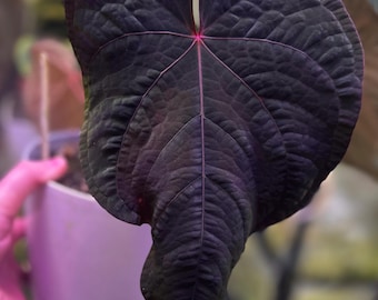 Anthurium (BVEP x NSE red crystallinum) x ((carla x pap) x splendidum) *seedlings*