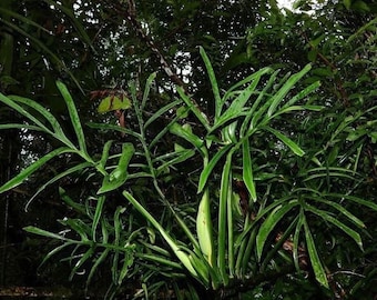 Monstera barrieri *RARE*