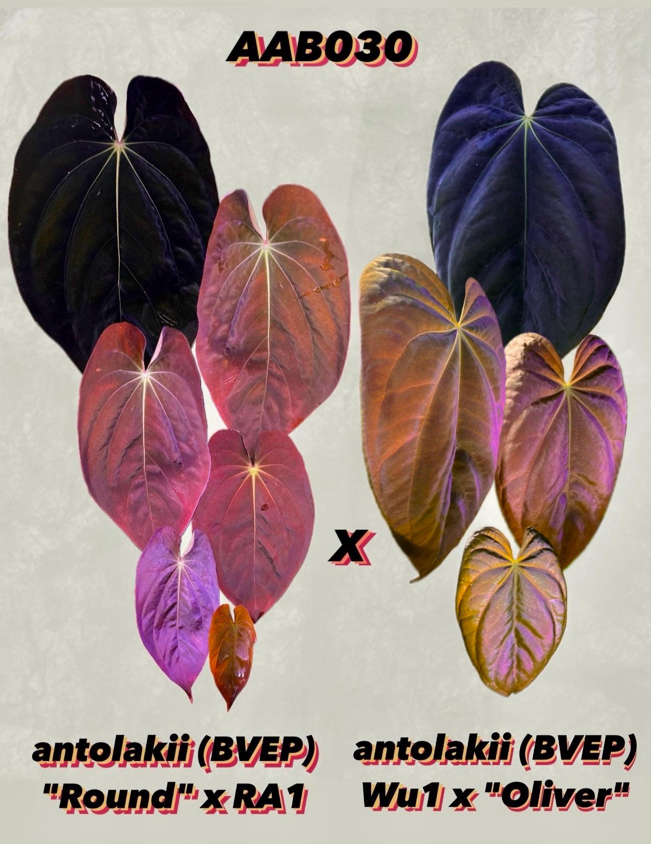 Anthurium Antolakii (BVEP) "round X Ra1" X "wu1 X Oliver" *seedlings* - Etsy