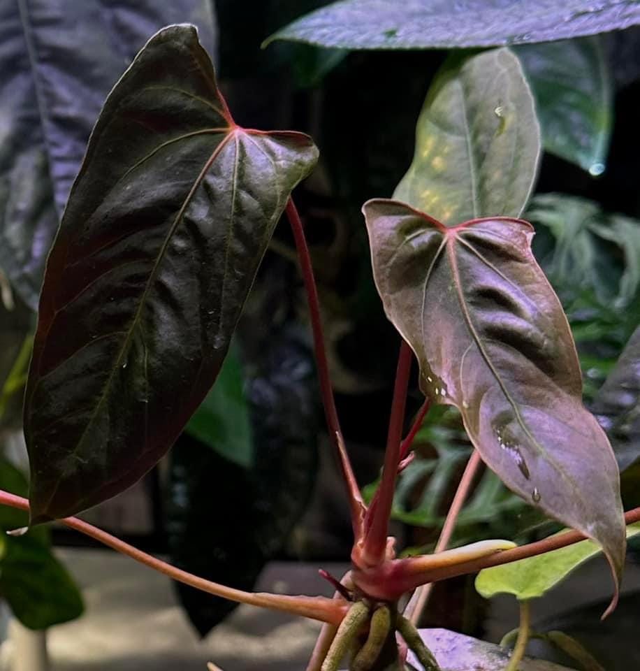 Anthurium Papillilaminum “RL X FS” - Etsy Canada