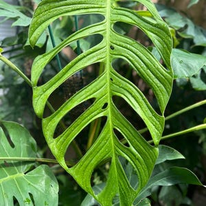 split monstera Monstera deliciosa (6in+) 6in