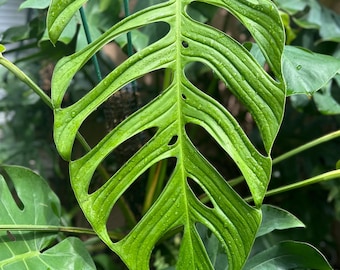 Monstera sp. "Pachicutza"