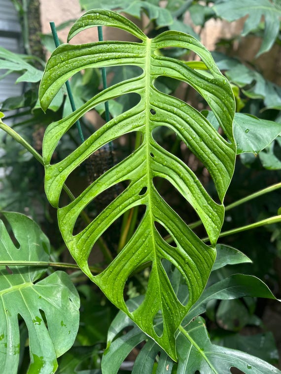 monstera squamiferum Philodendron Squamiferum | 6