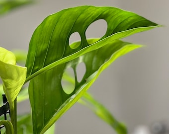 Monstera praetermissa aff.