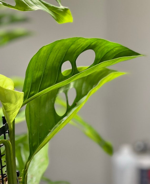 Monstera Praetermissa Aff. - Etsy