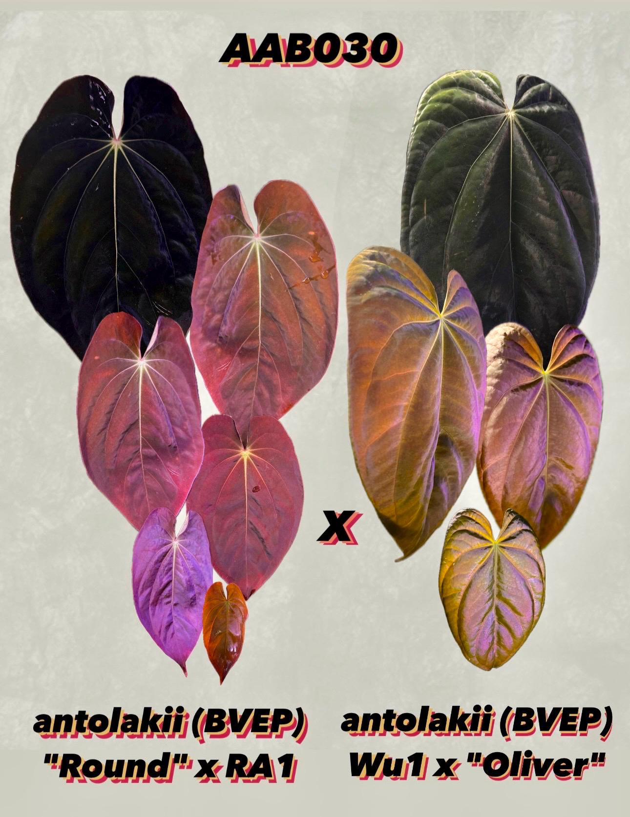 Anthurium Antolakii (BVEP) 