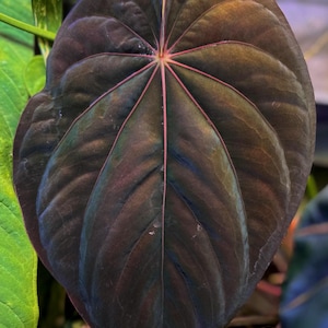 Anthurium &#39;Supernova&#39; (dress &quot;Oliver&quot; x BVEP &quot;Felix&quot;) x self *seedlings*