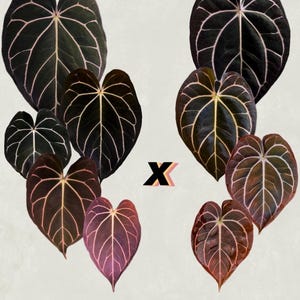 Anthurium carlablackiae Wu1 s1 x (RA5x10) *sprouted seeds*