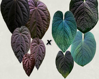 Anthurium dressleri "Obsidian" x (BVEP x splendidum) *sprouted seeds*