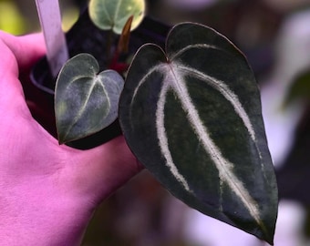 Anthurium carlablackiae RA13 x (RA5x10) *seedlings*