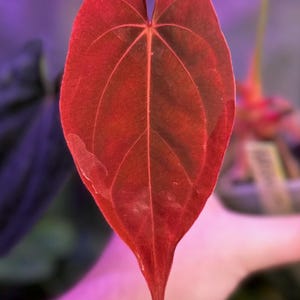 Anthurium (dress RG F2 x carla “Amanda”) x (dress “Oliver” x BVEP “Felix”) *seedlings*
