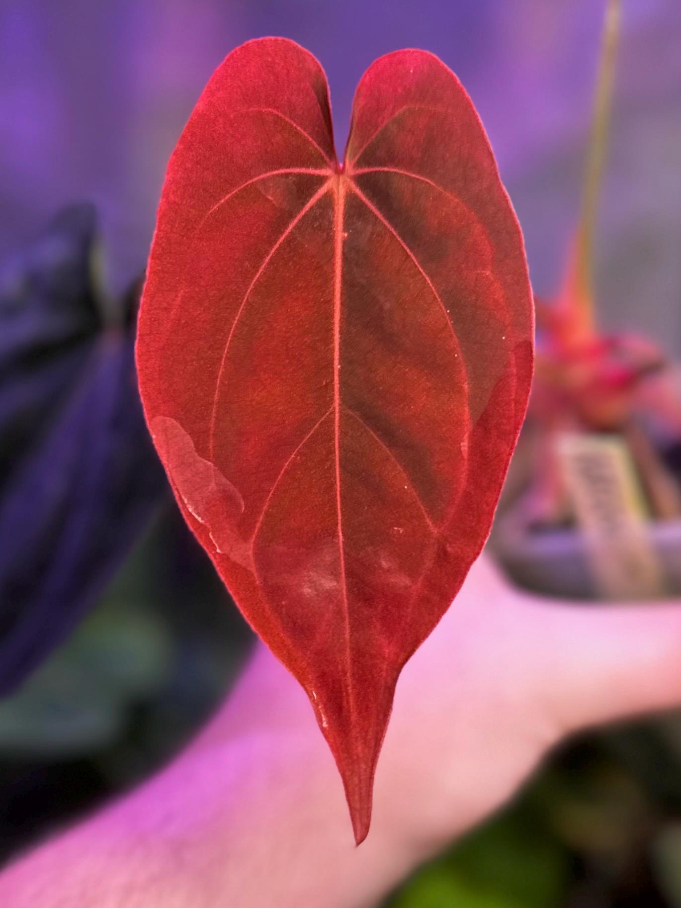 Anthurium (dress RG F2 X Carla “amanda”) X (dress “oliver” X BVEP