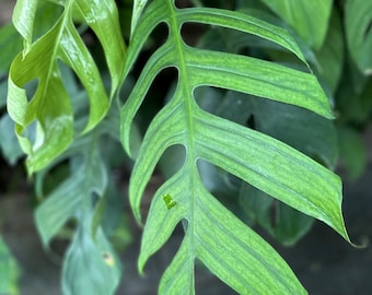 Monstera glaucescens *RARE*