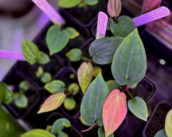 Anthurium antolakii (BVEP) "OG1 x RA1" x "Round x RA1" *seedlings*