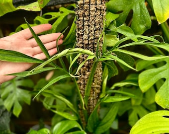 Monstera barrieri *RARE*