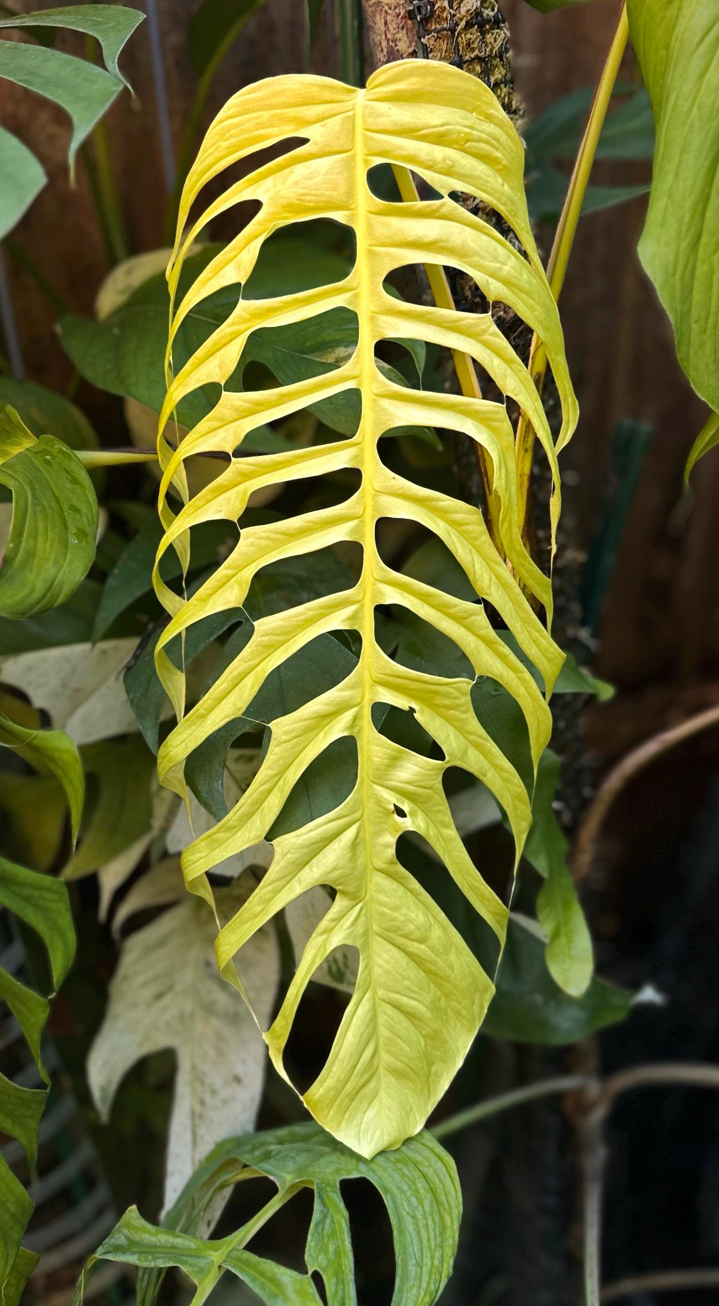 Monstera Filamentosa *EXTREMELY RARE* - Etsy