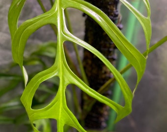 Monstera aff. obliqua “Filamentous”