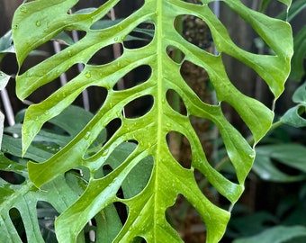 Monstera punctulata *RARE*