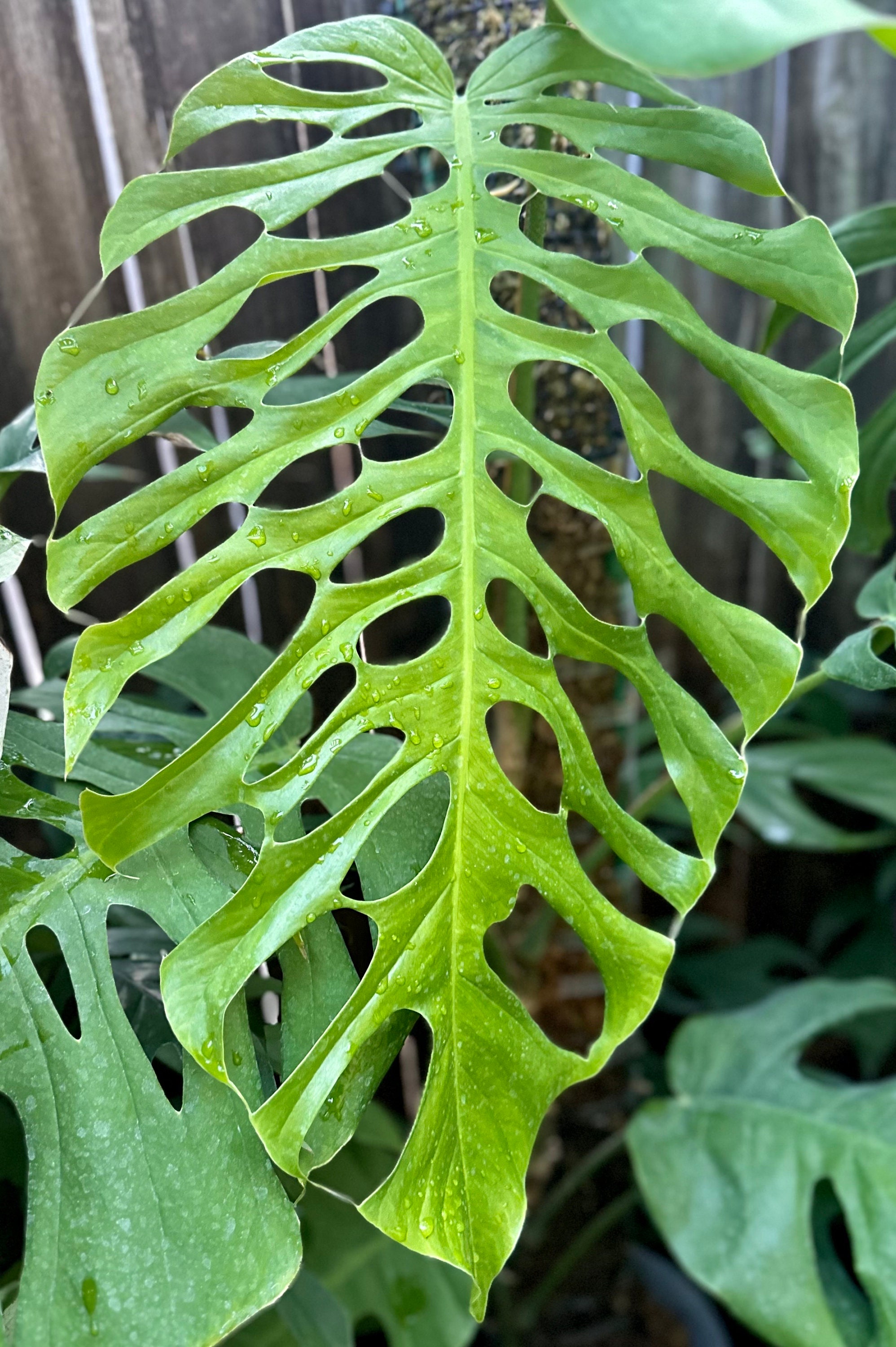 Monstera Punctulata *RARE* - Etsy