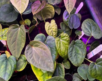 Anthurium (papillilaminum A+ x splendidum) x 'Supernova' (dress "Oliver" x BVEP "Felix") *seedlings*