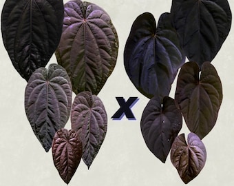 Anthurium dressleri NSE “Obsidian” x RG