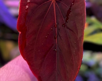 Anthurium (dressleri RG F2 x carla “Amanda”) x (dressleri “Oliver” x BVEP “Felix”)