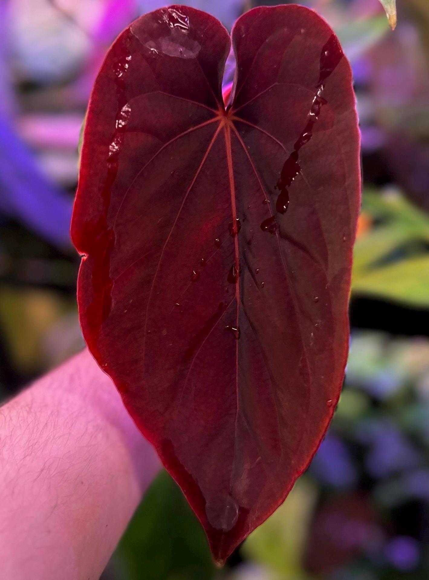 anthurium yellow leaves Anthurium papillilaminum x Ralph Lynam (variegated) (130W130)  Next World  Exotics