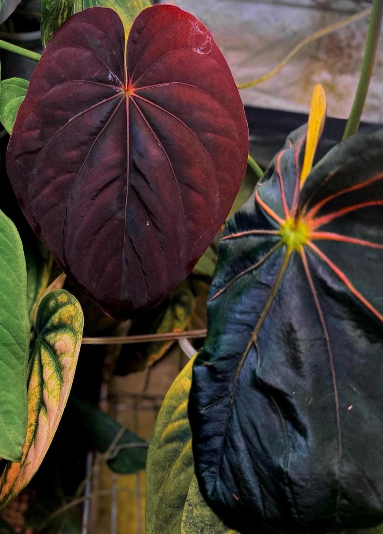 Anthurium (papillilaminum A+ X Splendidum) X 'supernova' (dress