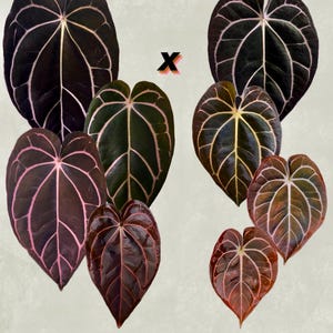 Anthurium carlablackiae RA13 x (RA5x10) *seedlings*