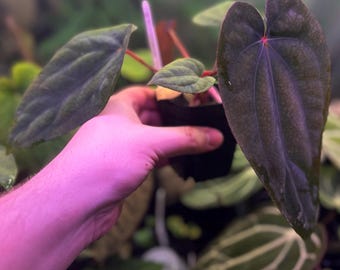 Scott Cohen Anthurium Antolakii (known as BVEP) X NSE Anthurium