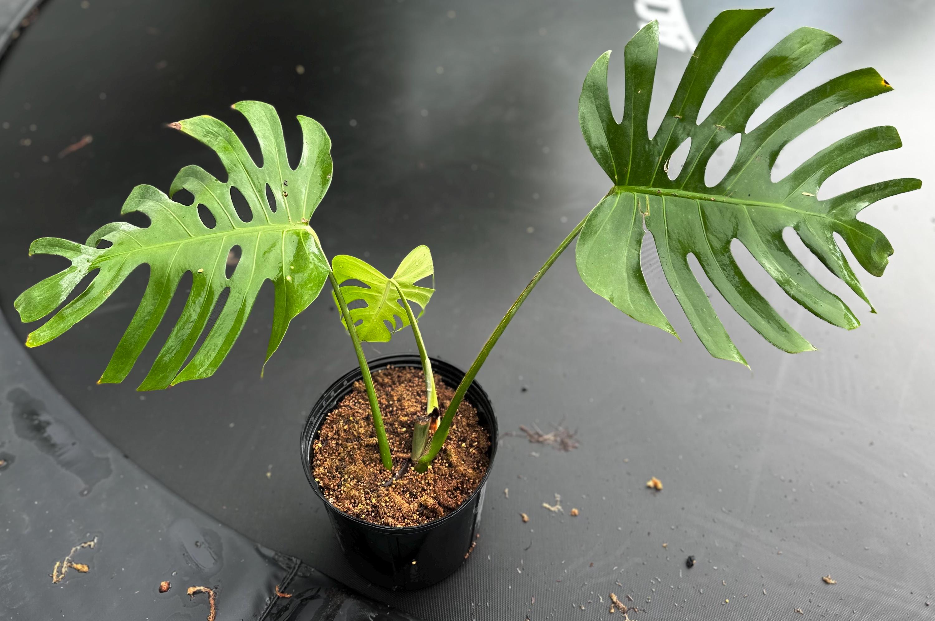 Monstera deliciosa var Sierrana シエラナ BD753C01-7333-4A70-B3C5-