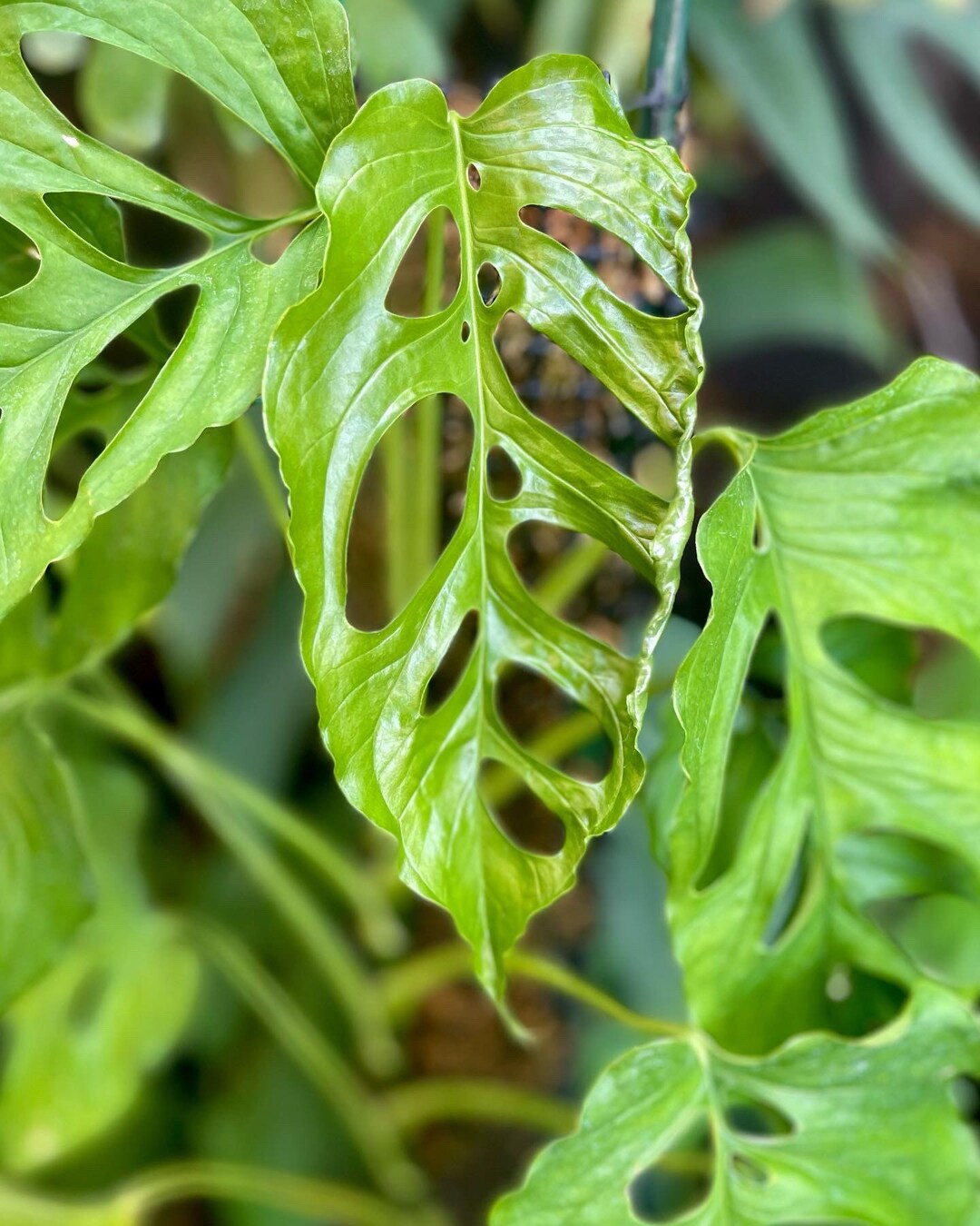 Monstera Membranacea pacific Lowland Form Etsy