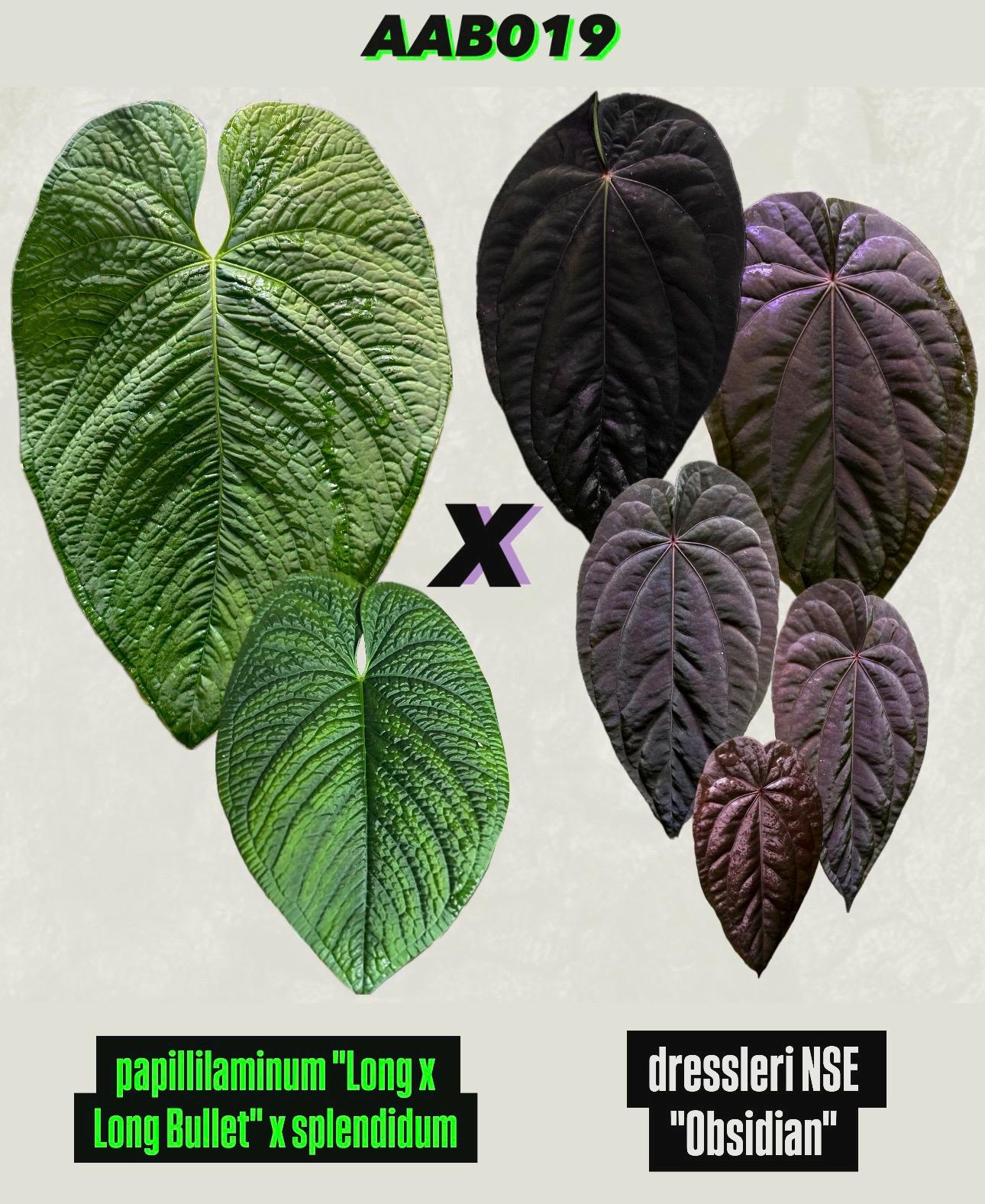 パ*ン様 A.（Red Crystallinum x Dressleri）x s パ*ン様 A.（Red Crystallinum x Dressleri）x s MonsteraX